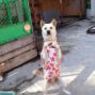 陽気な川下さん