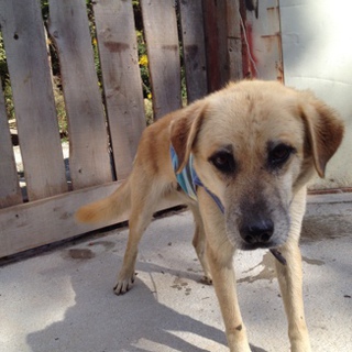 強面やけど、気のちっちゃいレオン