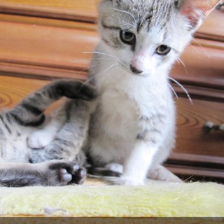 （真菌治療済）推定2ヶ月子猫2兄妹の里親募集♪