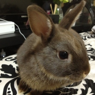 ネザーランドドワーフ☆里親募集