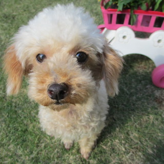 小さめトイプー、６歳女の子