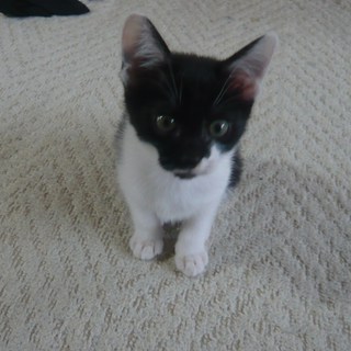 ２ヶ月の男の子です