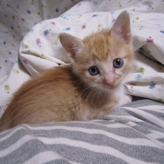 保護した子猫です。