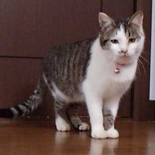 ゴロスリメス猫２匹里親さん探しています。