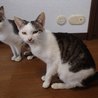 ゴロスリメス猫２匹里親さん探しています。 サムネイル2