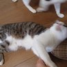 ゴロスリメス猫２匹里親さん探しています。 サムネイル3