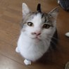 ゴロスリメス猫２匹里親さん探しています。 サムネイル4