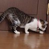 ゴロスリメス猫２匹里親さん探しています。 サムネイル5
