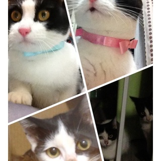 里親さんが決まりました♪