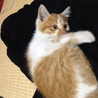 賢い子猫です サムネイル2