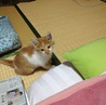 賢い子猫です サムネイル3