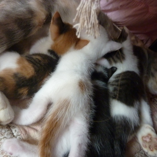 子猫４匹♂♀里親様募集！