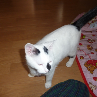 甘えん坊兄弟猫の里親様募集！