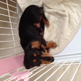 至急！！ミニチュアダックスの里親を探しています。