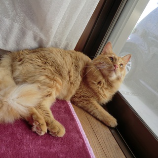 ふさふさネコもらってください！