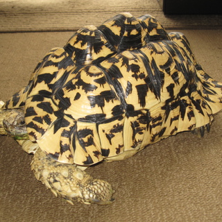 里親がきまりました