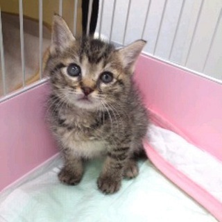 僕のママ募集中