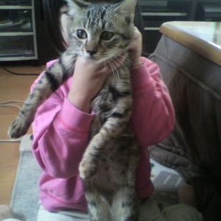 愛されにゃんこ　きいちゃん