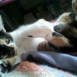 ミケ猫　愛ちゃん　ＳＯＳ！