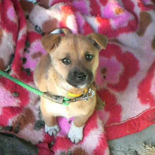 緊急！！可愛い子犬です