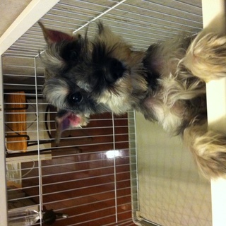 里親様決定。たくさんのご応募に感謝致します！ご連絡が行き届かなかったことをお詫び致します。