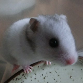 ゴルハム赤ちゃん＆大人飼い主募集中です＾＾