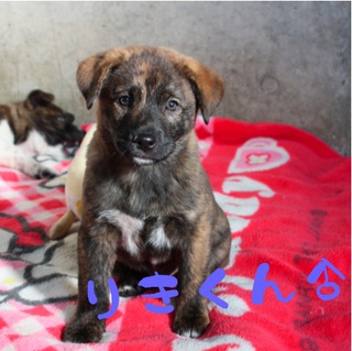 甲斐風小犬たちご家族募集！