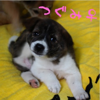 甲斐風＋白小犬・女の子たちご家族募集中！