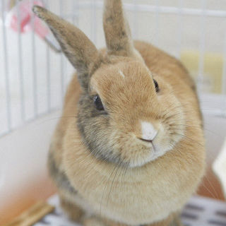 １～２才♂♀ミックス保護うさぎ多数