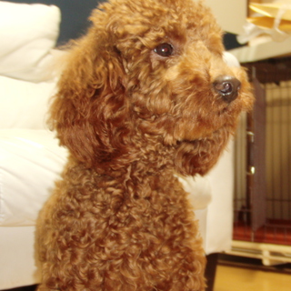 一旦募集休止。やんちゃ盛りのトイプードル　アプリコット 8ヶ月