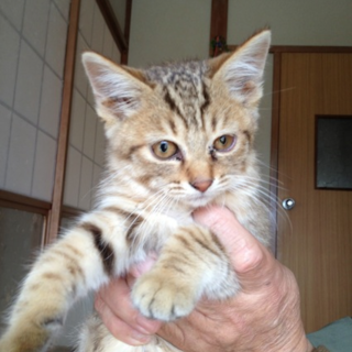 甘えん坊の茶トラの男の子