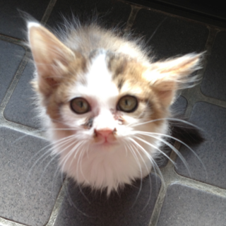 とってもかわいい三毛の女の子