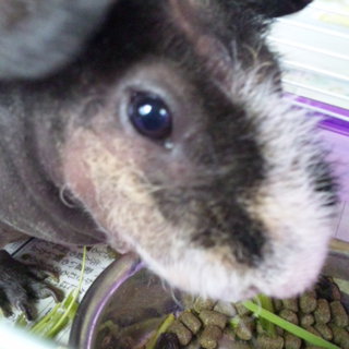 大切に育てくれる里親さん待ってます。