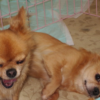 大切に飼ってくださる里親さんを募集します！