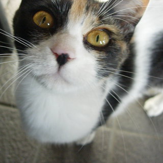 ５ヶ月で１５５０グラムの小さな子猫です。