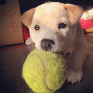 素敵なご家庭に迎えていただくことになりました！ありがとうございました