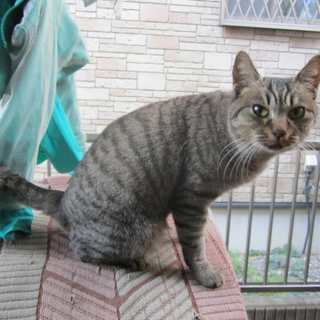 里親みつかりました