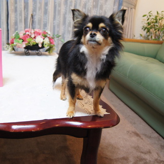 清潔にして大切に育てた可愛いチワワ