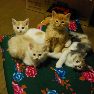 かわいい子猫たちもらって下さい（５匹）