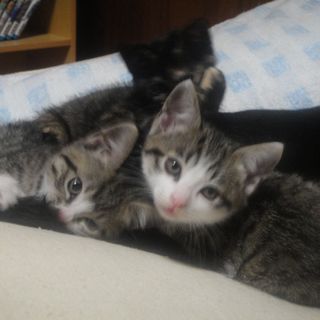 子猫3匹の里親募集