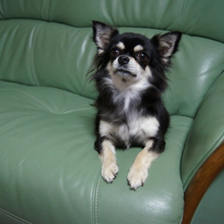 清潔にして大切に育てたチワワロング