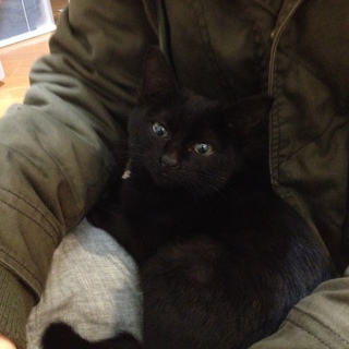 甘えん坊クロネコ