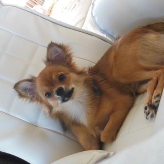 人懐っこくてかわいい男の子！かわいがってあげてください！！