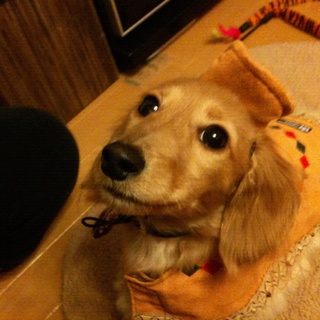 新しい飼い主さんが決まりました。ありがとうございました。