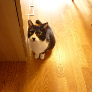 急いでいます　世田谷区近郊の方