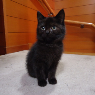 黒に近いこげ茶の子猫　元気です！
