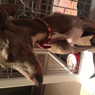 【一時募集中止】とてもお利口なワンちゃんです。