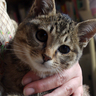 可愛いサバ猫の兄妹☆