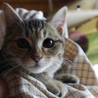 可愛いサバ猫の兄妹☆