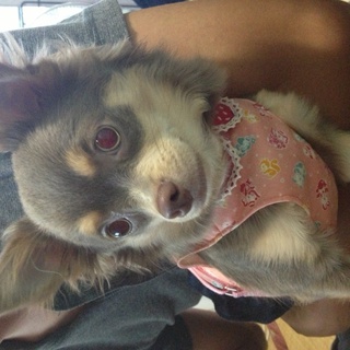 里親さんが決定致しました！